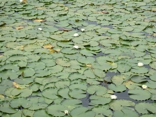 chi_camp_sasagamine_1509(28).jpg