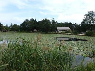 chi_camp_sasagamine_1509(31).jpg