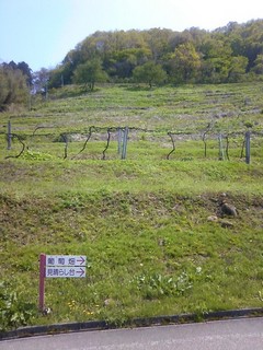chi_park_iwanohara_1305_07.jpg