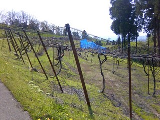 chi_park_iwanohara_1305_10.jpg